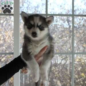 Bella, Siberian Husky Puppy